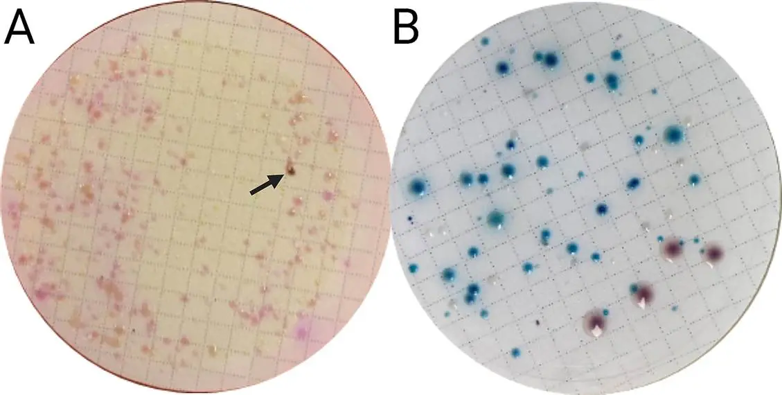 使用3毫升废水样本,使用亚美南(IMIPENEM)在M-PA-C(A)和CHROMagar(B)上建立菌落 使用3毫升废水样本,使用亚美南(IMIPENEM)在M-PA-C(A)和CHROMagar(B)上建立菌落