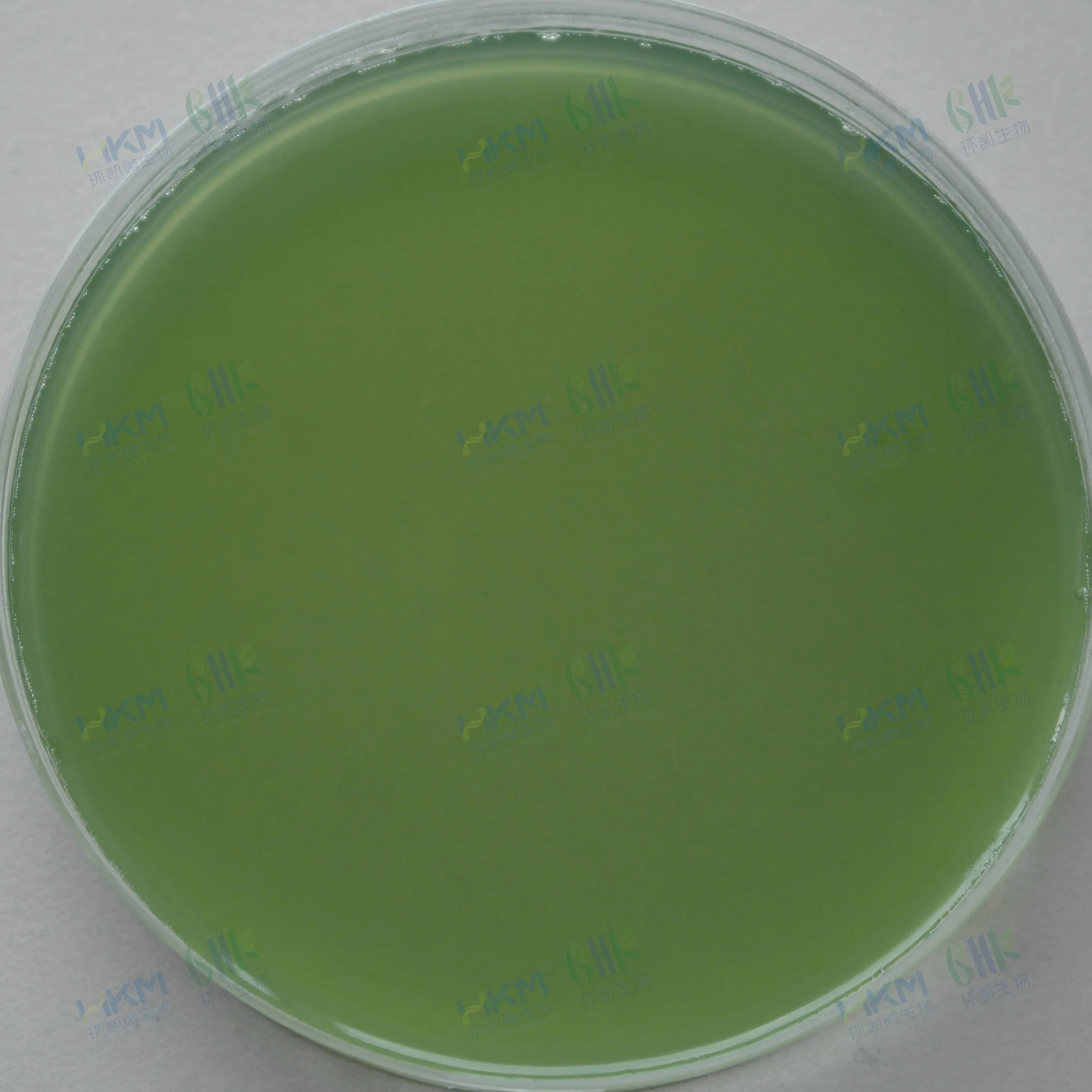 CP0172 酪蛋白琼脂平板 90mm×20个