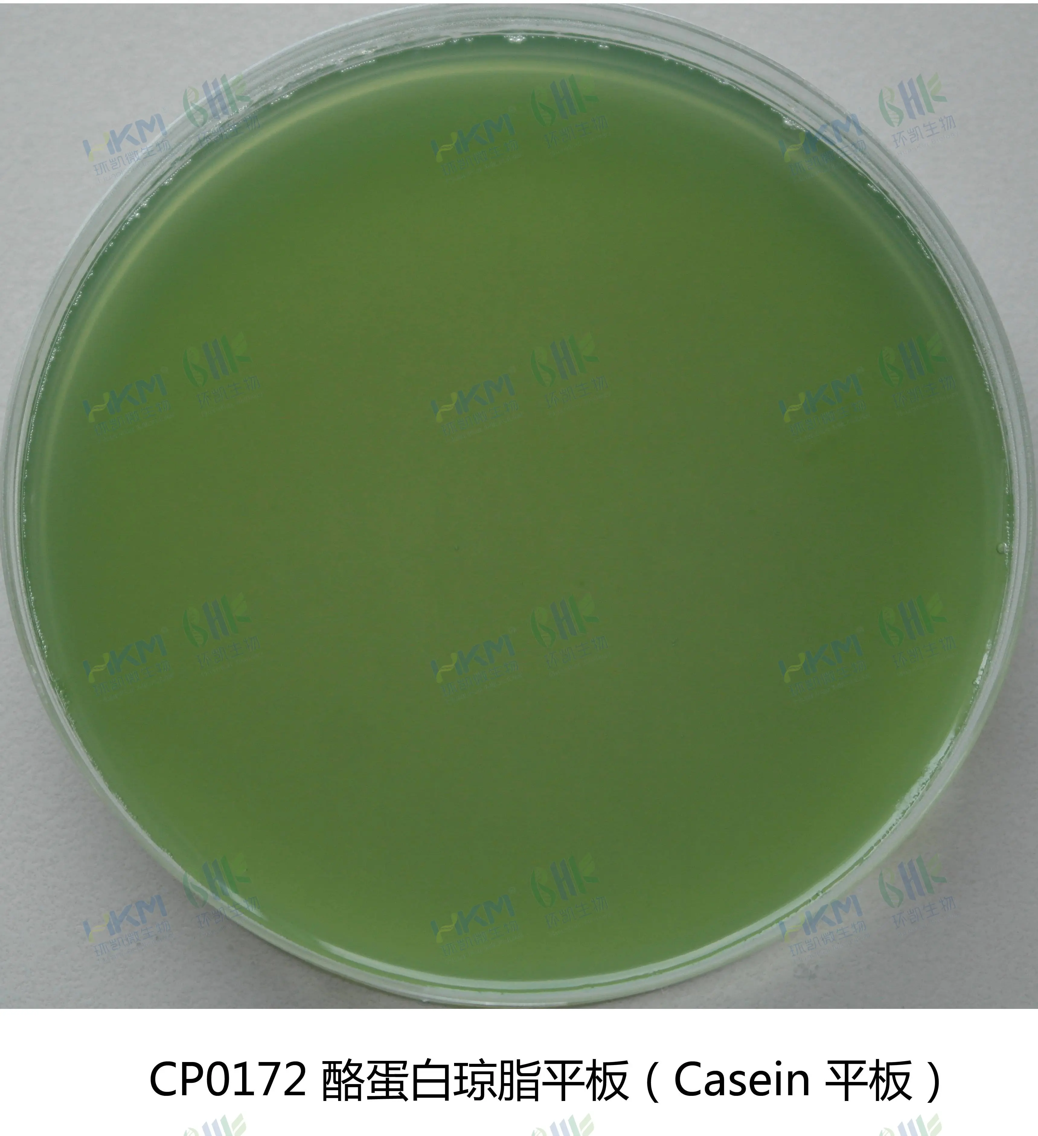 酪蛋白琼脂平板