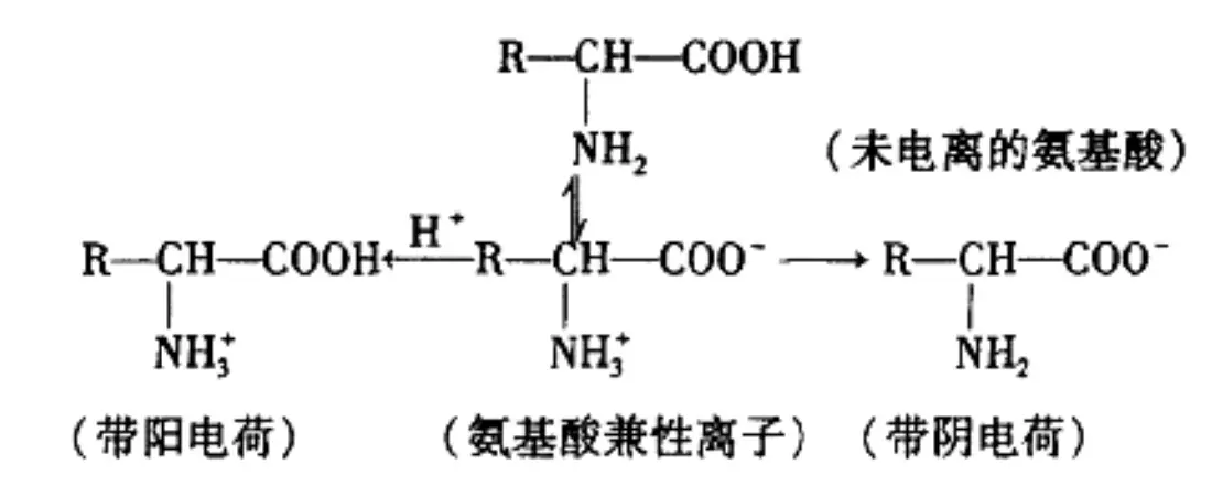 细菌带阴电荷 细菌带阴电荷