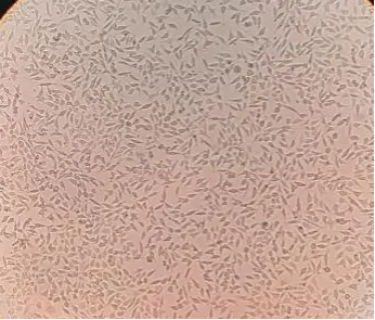 （图）细胞均匀铺板