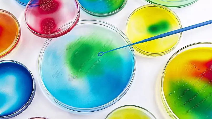 微生物染色法 微生物染色法