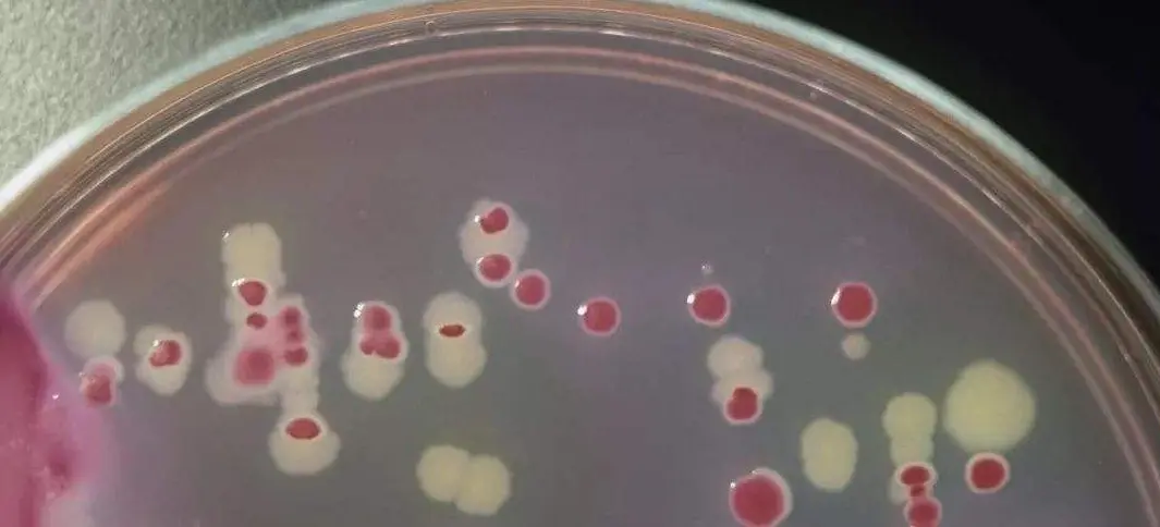 加TTC检测菌落总数 加TTC检测菌落总数