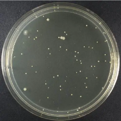 菌落计数 菌落计数