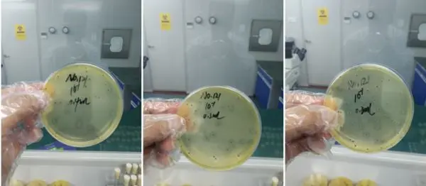 1000倍稀释 1000倍稀释