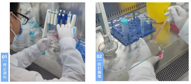 终止消化和吹打脱落