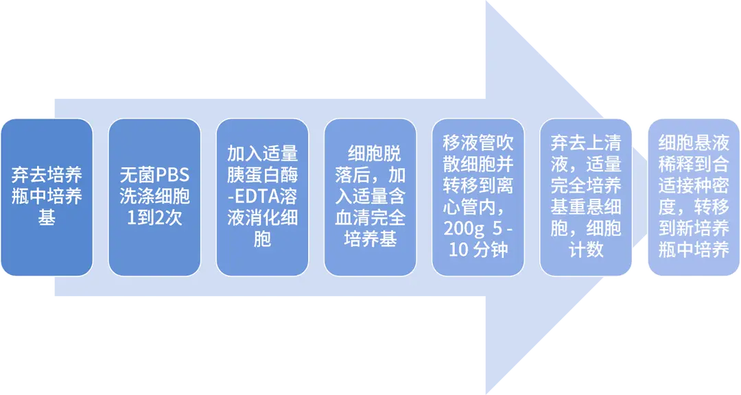 贴壁细胞传代步骤