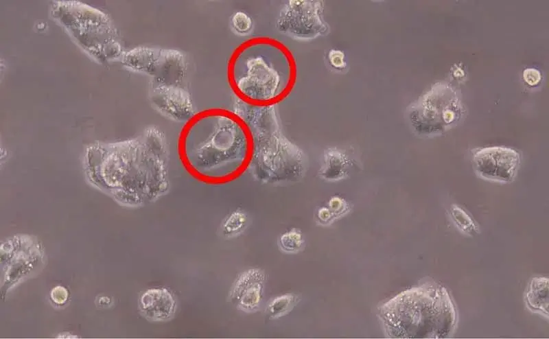 细胞空泡 细胞空泡