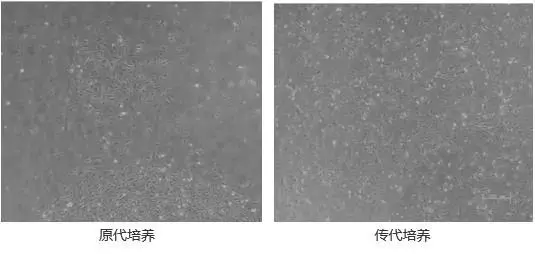 原代培养跟传代培养