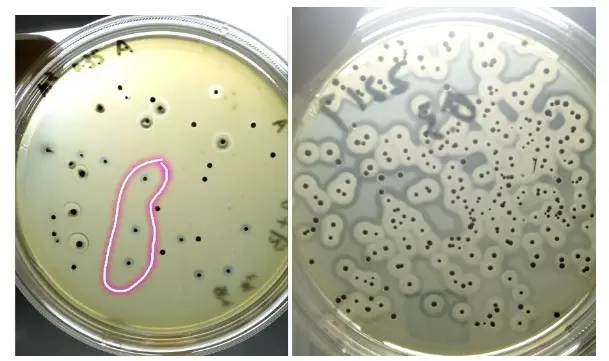 一些典型可疑平板图