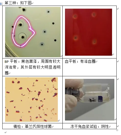 金黄色葡萄球菌在BP平板上的形态