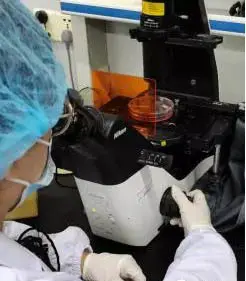 观察细胞是否可以传代 观察细胞是否可以传代