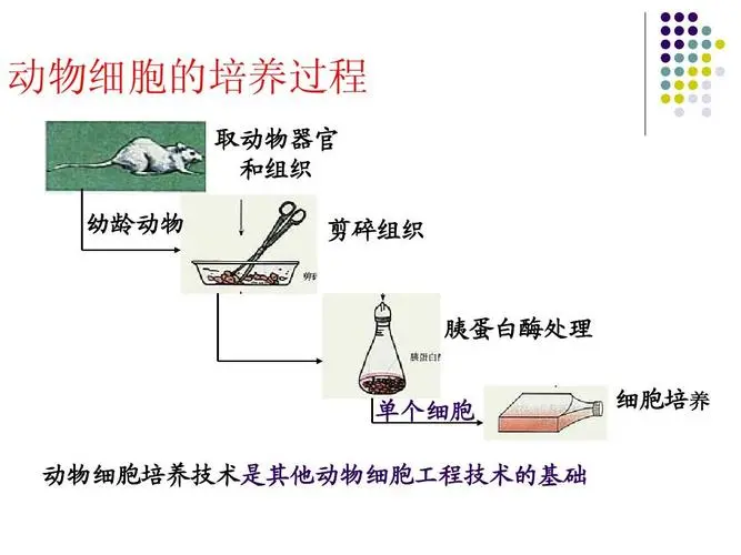 动物细胞培养过程