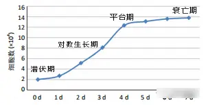 细胞生长时期 细胞生长时期