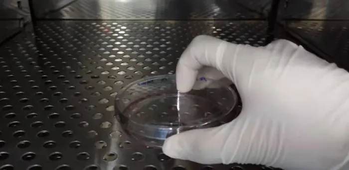 放入37℃培养箱,开始消化并计时 放入37℃培养箱,开始消化并计时