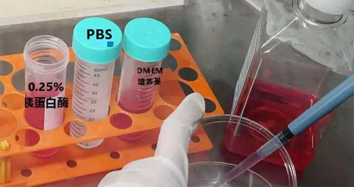 吸去PBS,加入0.25%胰酶 吸去PBS,加入0.25%胰酶