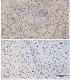 细胞鉴定 细胞鉴定