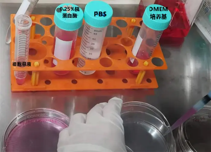 将细胞悬液加入培养皿中 将细胞悬液加入培养皿中