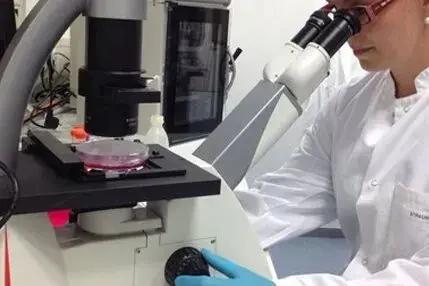 使用显微镜检查细胞形状、黏着性及是否存在污染