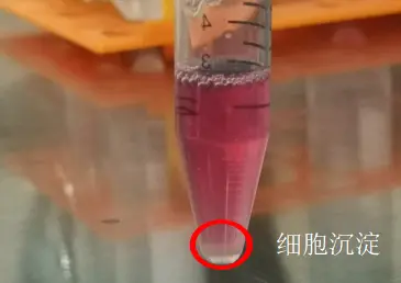 细胞在管底形成肉眼可见的细胞团块,团块大小与细胞多少有关,拿取过程中小心不要发生碰撞,把管底的细胞团块撞散,影响得率 细胞在管底形成肉眼可见的细胞团块,团块大小与细胞多少有关,拿取过程中小心不要发生碰撞,把管底的细胞团块撞散,影响得率