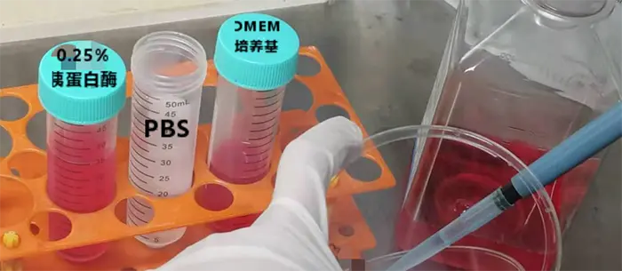 吸去培养基,加入PBS,晃一晃,润洗一遍 吸去培养基,加入PBS,晃一晃,润洗一遍