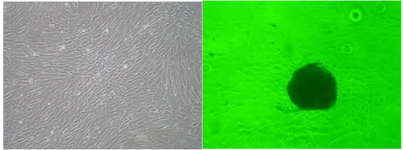 原代细胞图 原代细胞图