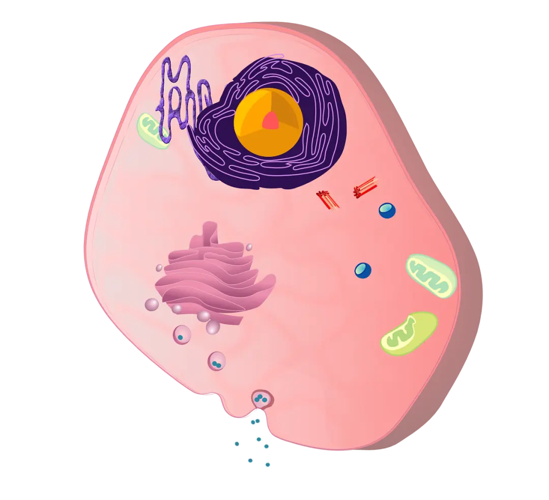 回补反应（anaplerosis）
