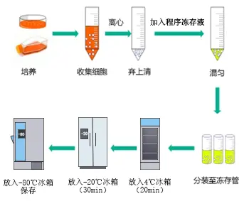 ▲ 手动梯度降温操作示意图 ▲ 手动梯度降温操作示意图
