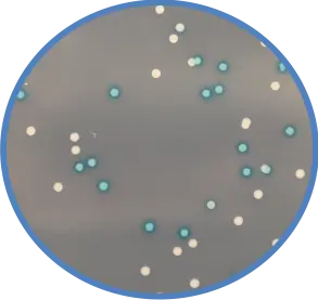 CRM013 单增李斯特氏菌显色培养基