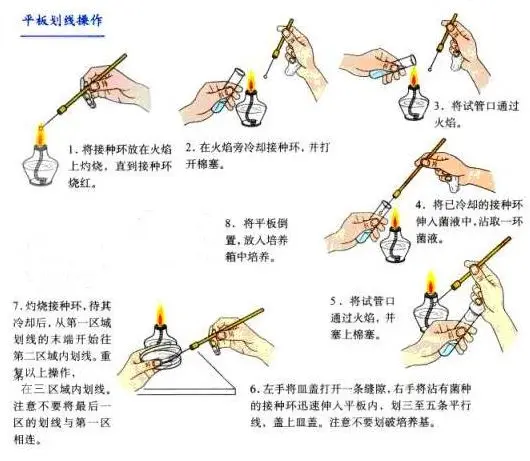 网状平板划线流程