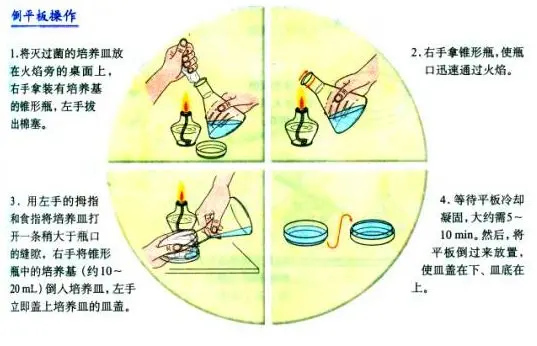 平板倾注接种的步骤