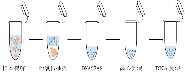 沉淀法DNA提取过程示意图