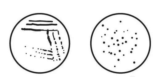 技斜面技种法按种 技斜面技种法按种