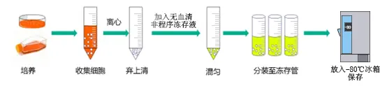 ▲ 使用无血清非程序冻存液操作示意图 ▲ 使用无血清非程序冻存液操作示意图