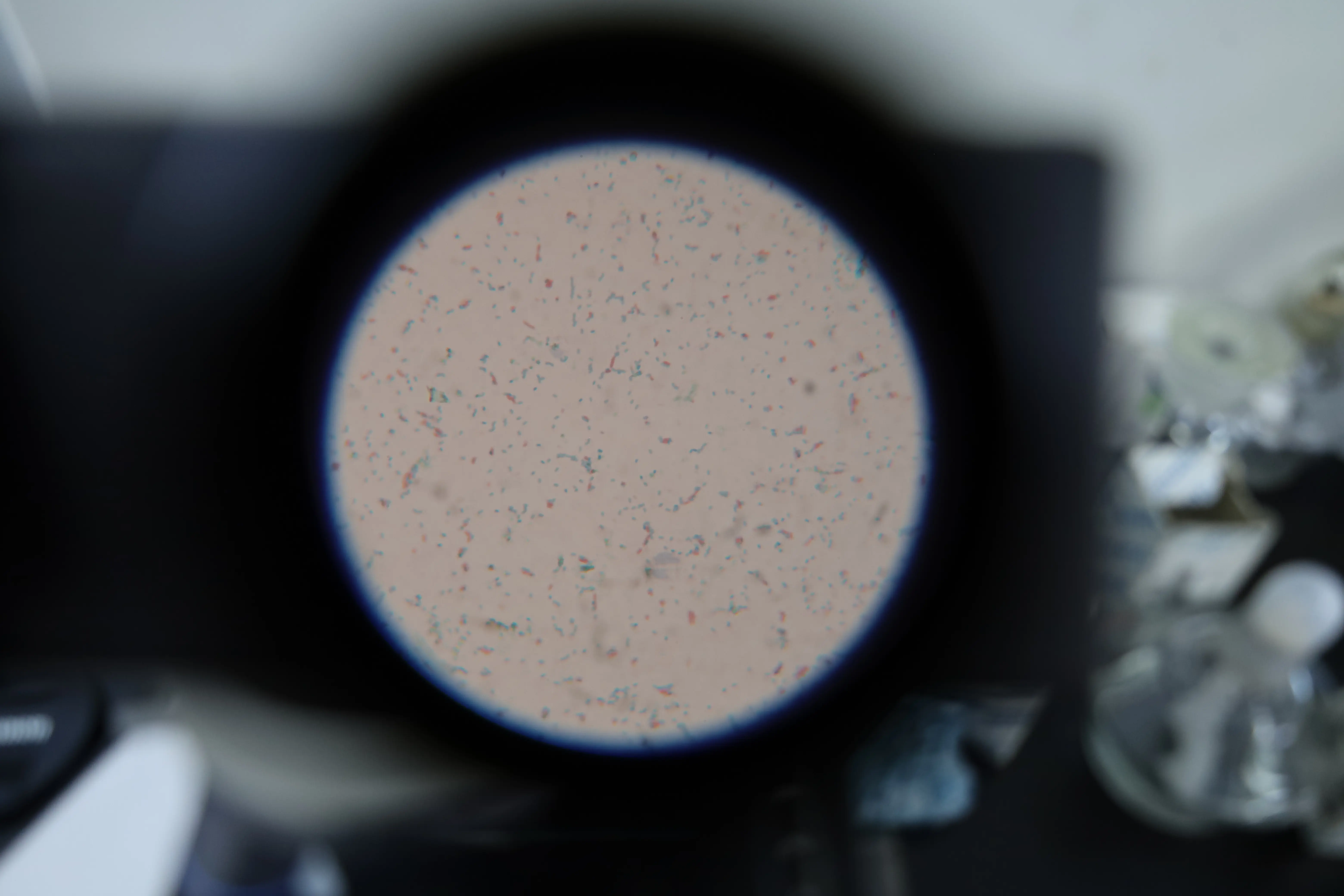 染色后菌体为红色,芽孢绿色 染色后菌体为红色,芽孢绿色