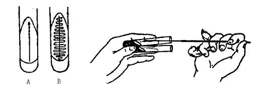 菌种接至平板培养基 菌种接至平板培养基