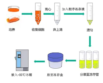 ▲ 使用冻存盒操作示意图 ▲ 使用冻存盒操作示意图