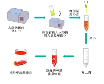 ▲ 细胞复苏操作示意图 ▲ 细胞复苏操作示意图