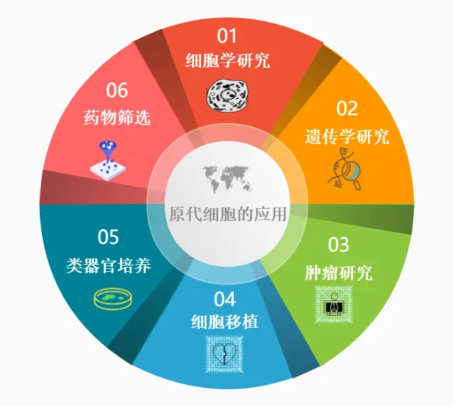 原代细胞的应用