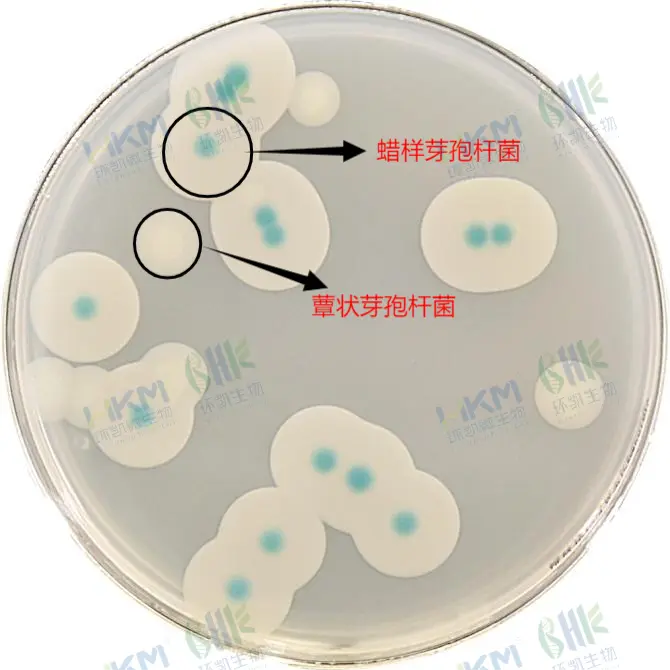 蜡样芽孢杆菌显色培养基