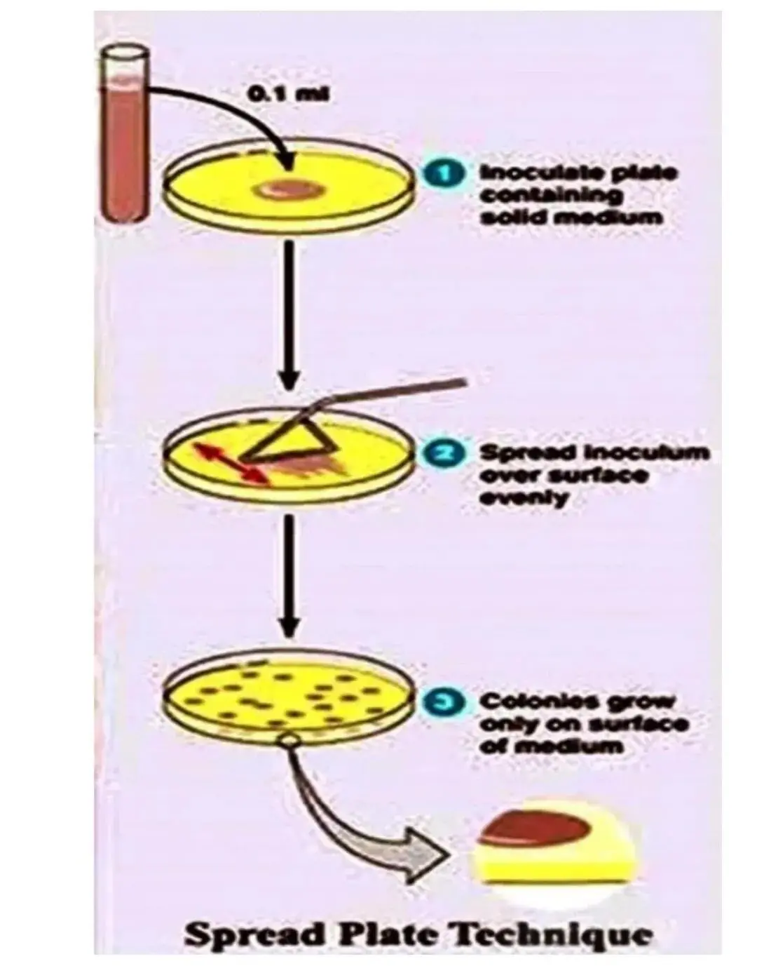 涂布平板法004 涂布平板法004