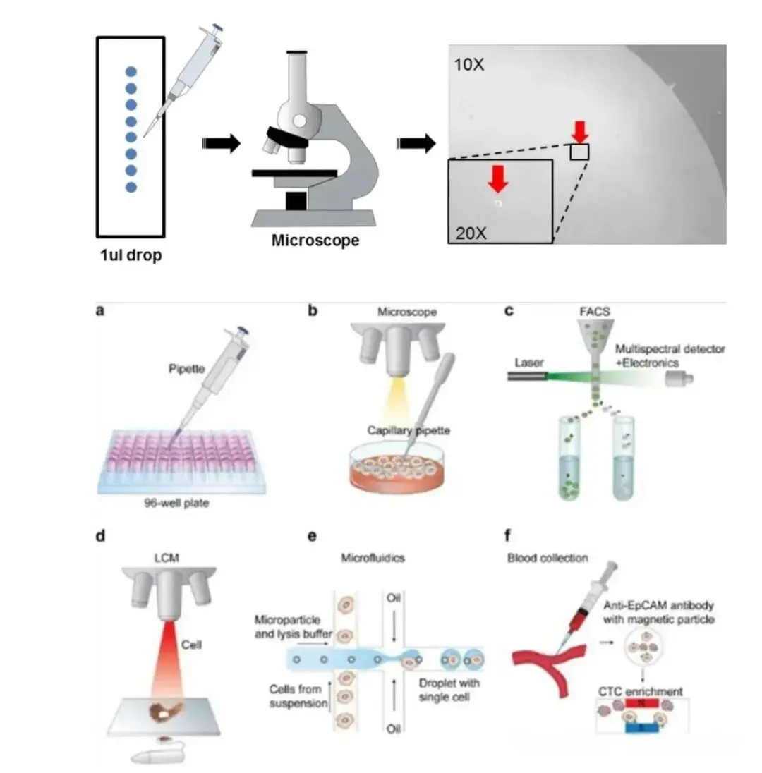 单细胞分离法003 单细胞分离法003