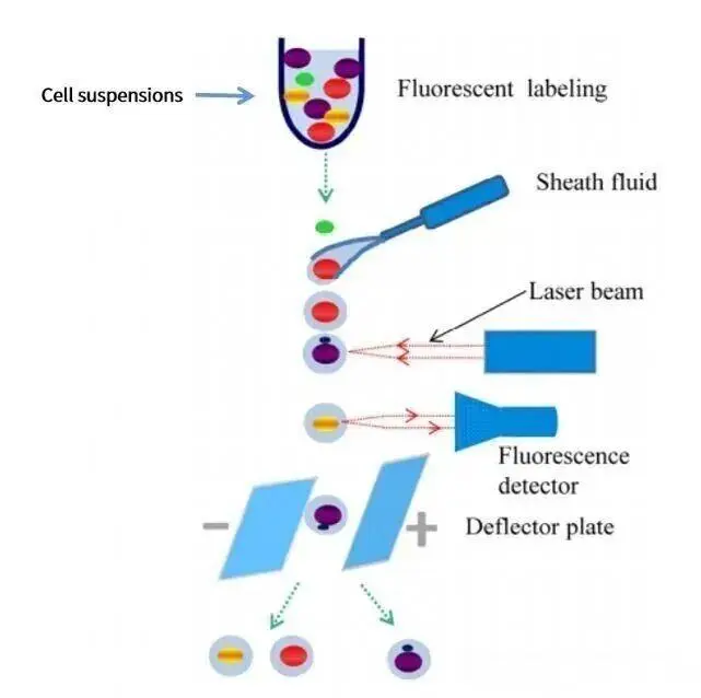 单细胞分离法001 单细胞分离法001