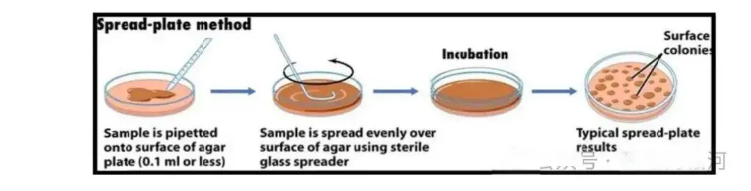 涂布平板法002 涂布平板法002