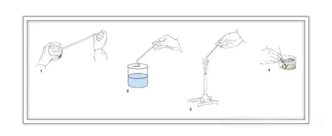 涂布平板法001 涂布平板法001