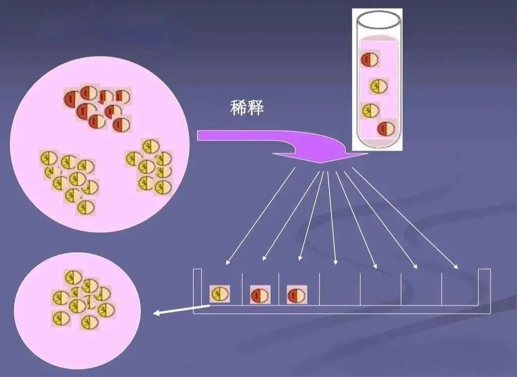 单细胞分离法002 单细胞分离法002