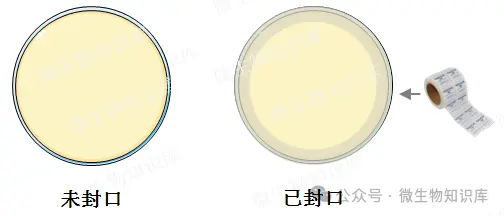 培养需要用封口膜“封口”? 培养需要用封口膜“封口”?