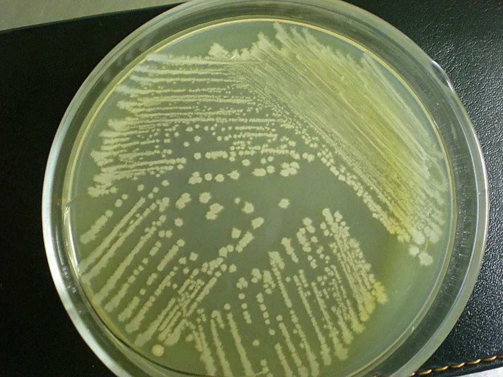 LB培养基 LB培养基
