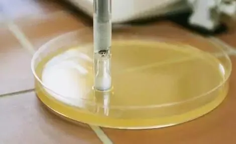 LB平板培养基 LB平板培养基