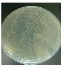 涂布平板法 涂布平板法